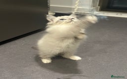 Siberian cats for sale: Blue eyed Adorable Siberian Neva masquerade  - Advert 3