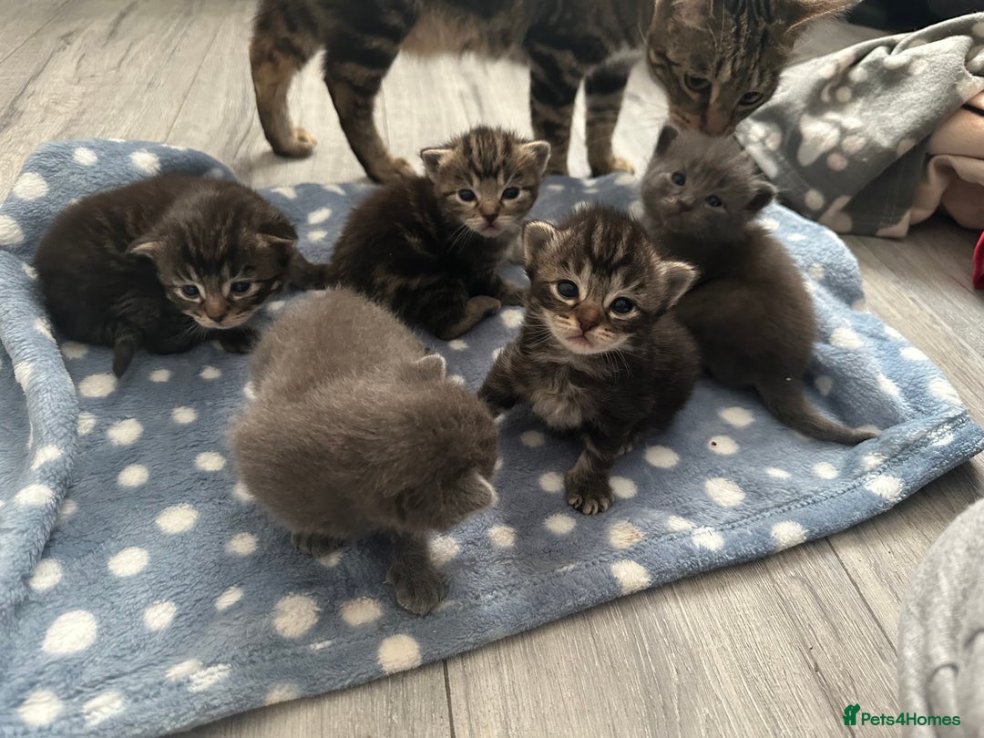Mixed Breed cats for sale: Beautiful ragdoll x babies  in Ellesmere Port - Image 13