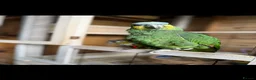 Parrots birds for sale: Orange winged Amazon black capped conure - Advert 4