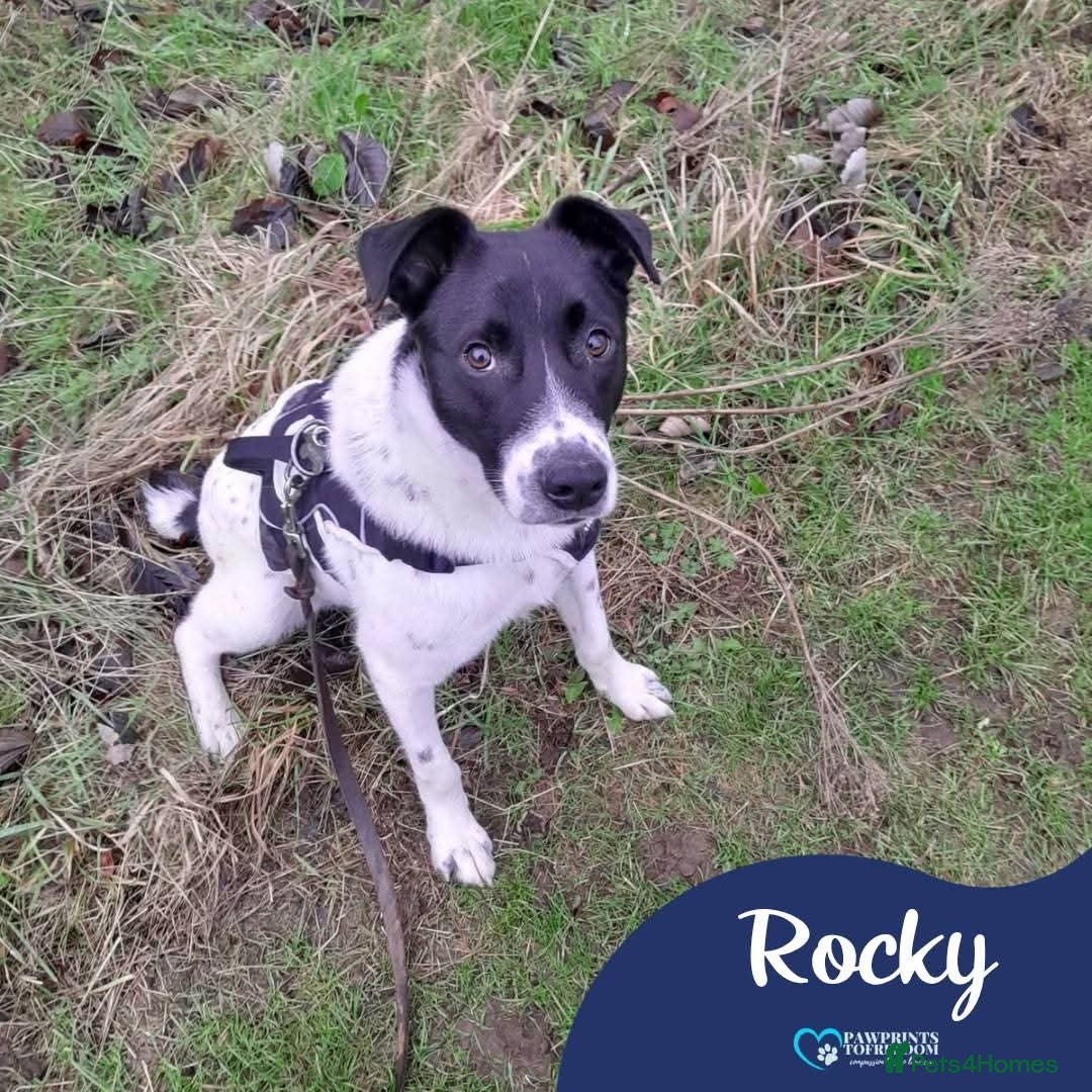 Mixed Breed dogs Meet Rocky, currently residing in Aberdeen  - Advert 15