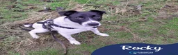 Mixed Breed dogs for adoption: Meet Rocky, currently residing in Aberdeen  - Advert 1