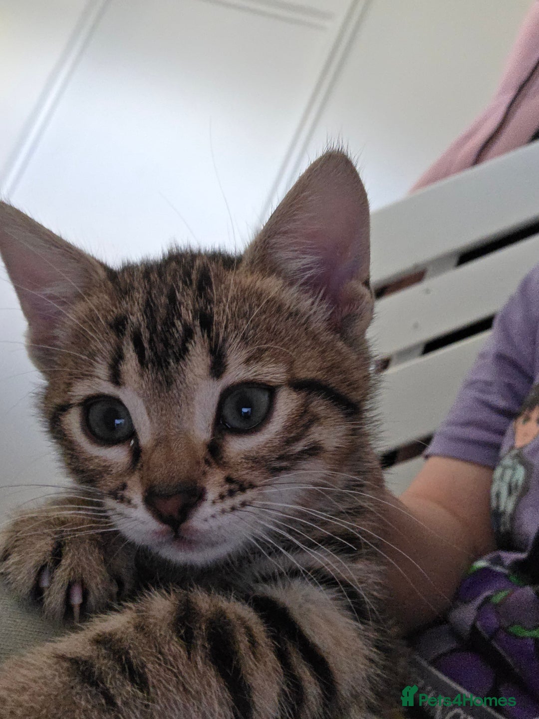 Bengal cats for sale: Beautiful bengal cross kittens - Advert 13