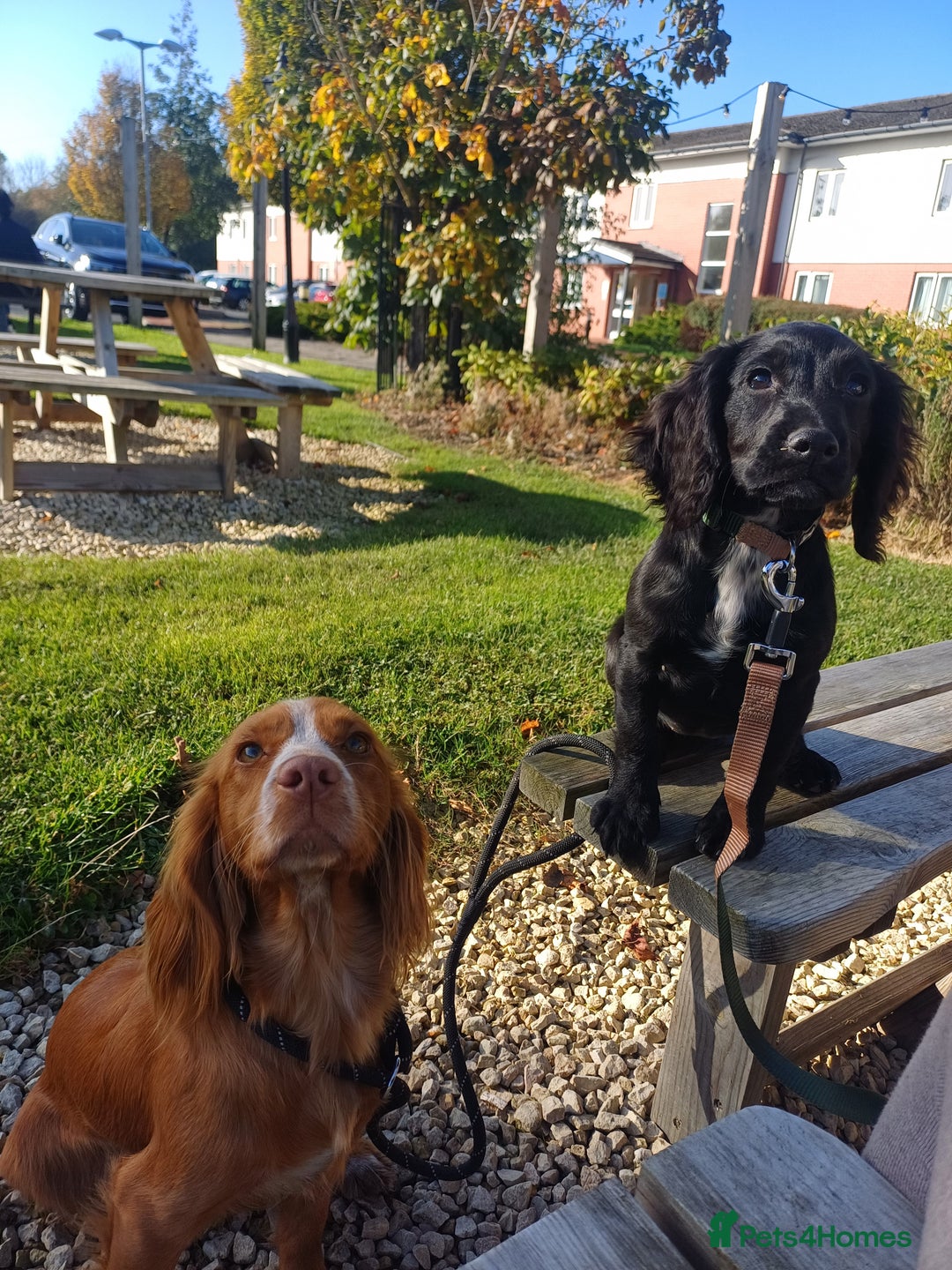 Cocker Spaniel dogs for sale: Cocker spaniel  in Gateshead - Image 5
