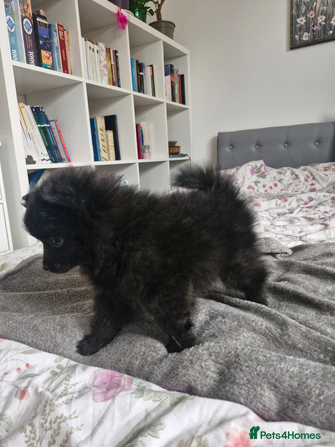 Pomapoo dogs for sale: ✨ Beautiful Pomapoo Puppies – 1,600 ✨ - Advert 21