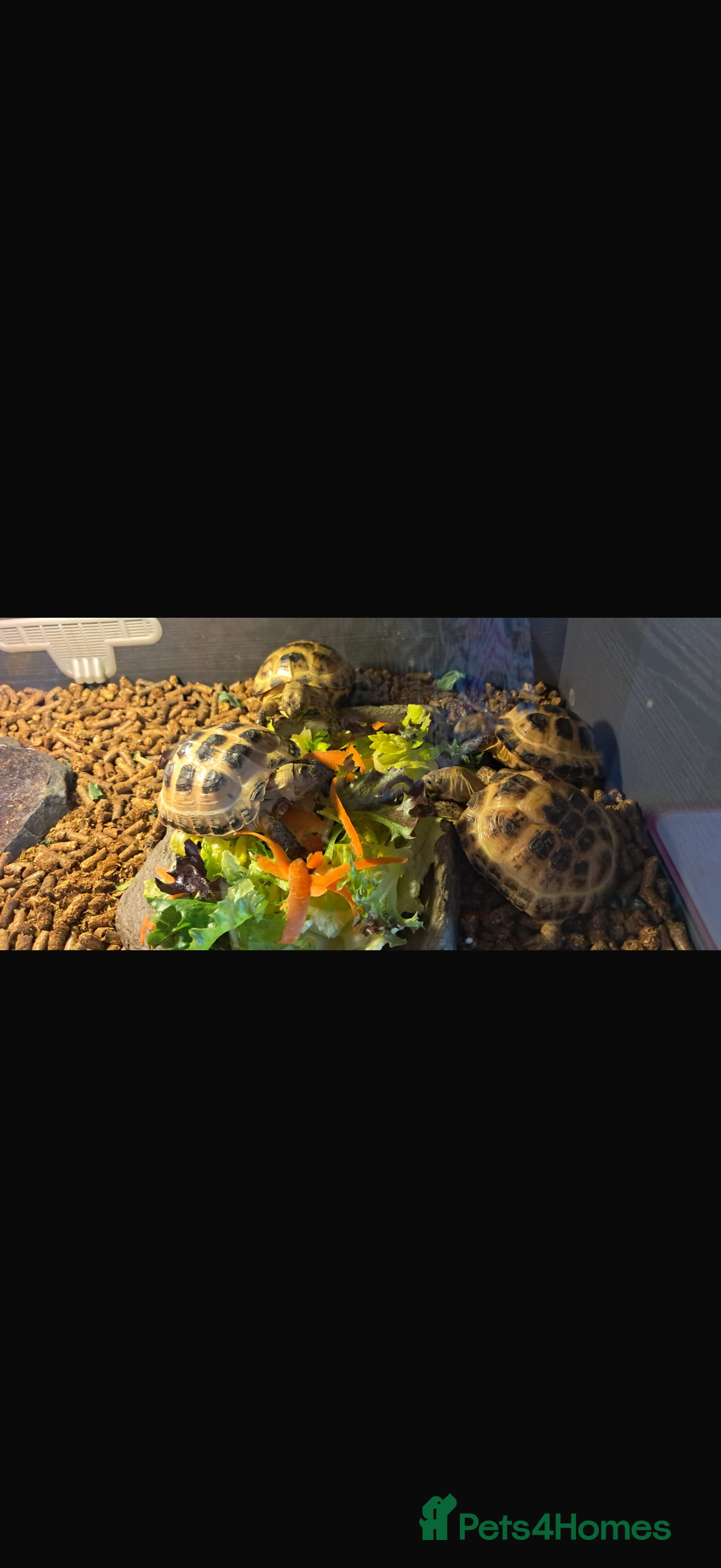Tortoise reptiles for sale: Four Horsefield Tortoises  - Image 7