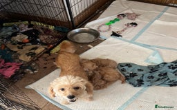 Cavapoochon dogs for sale: Cavapoonchon puppies  - Image 13