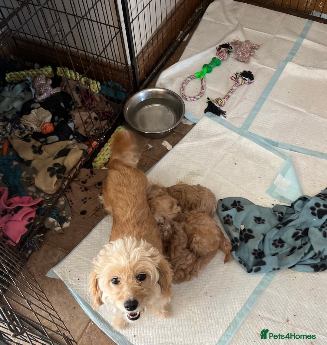 Cavapoochon dogs for sale: Cavapoonchon puppies  - Image 13