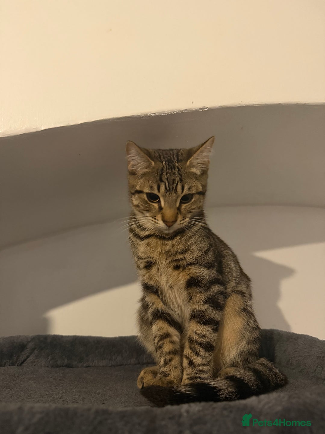 Mixed Breed cats for sale: Male kitten ready now - Advert 4