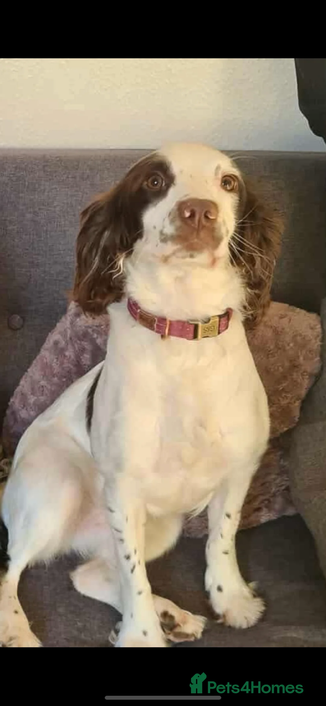 Sproodle dogs for sale: Tri sproodle puppies for sale - Advert 1