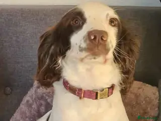 Sproodle dogs Tri sproodle puppies for sale - Advert 2