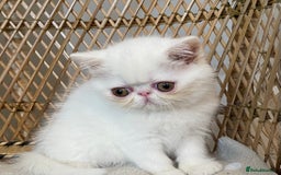 Exotic cats for sale: ❤️Stunning Exotic Shorthair & Longhair Kittens❤️  - Image 9