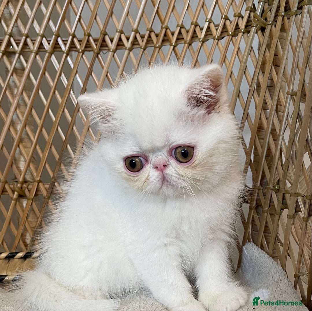 Exotic cats for sale: ❤️Stunning Exotic Shorthair & Longhair Kittens❤️  - Image 9