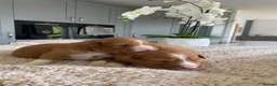 Nova Scotia Duck Tolling Retriever dogs for sale: Fantastic nova pups  - Advert 4