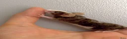 Mouse rodents for sale: Female mice ready soon in Rochester - Advert 5