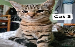 Domestic Shorthair cats for sale: 3 beatiful kittens for the price £200 altogether - Image 4