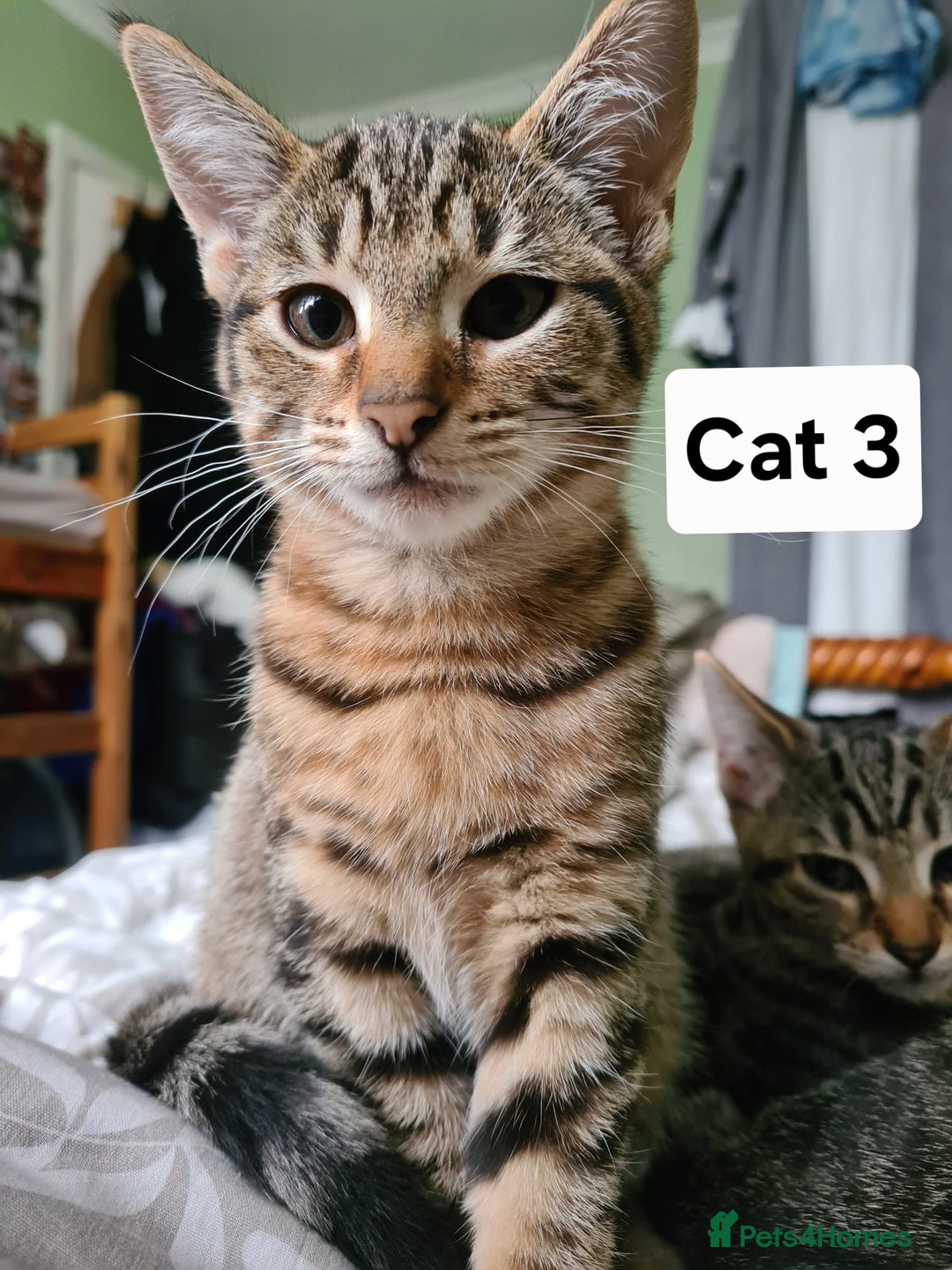 Domestic Shorthair cats for sale: 3 beatiful kittens for the price £200 altogether - Image 4