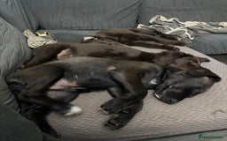 Mixed Breed dogs for sale: Cocker spaniel & boarder collie cross  - Image 6