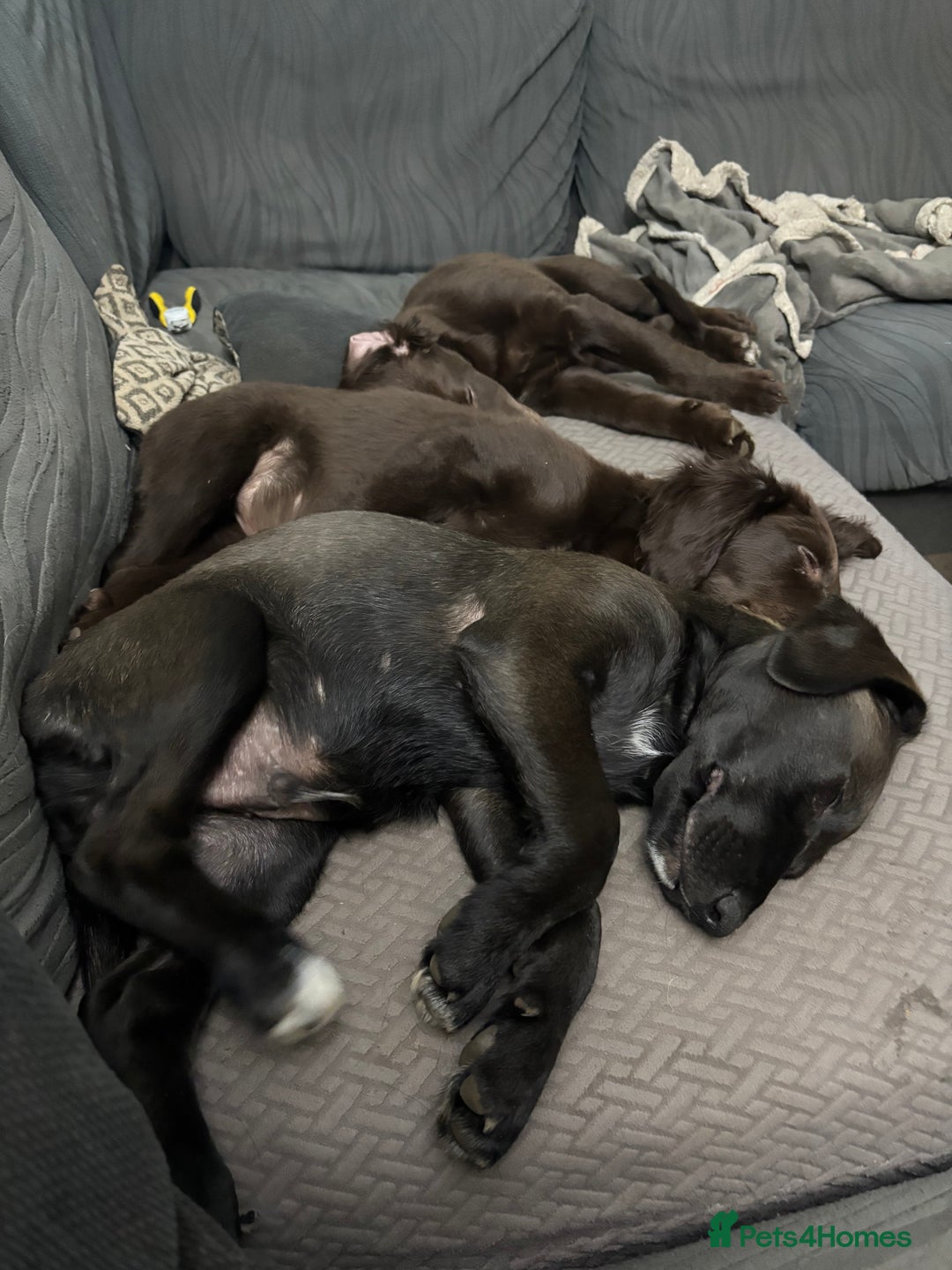 Mixed Breed dogs for sale: Cocker spaniel & boarder collie cross  - Image 6