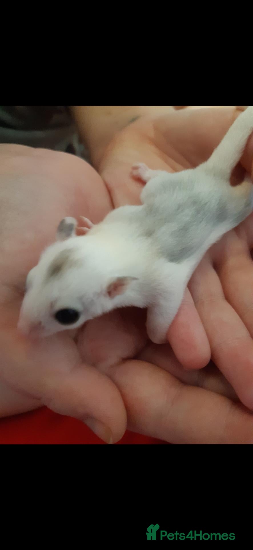 Sugar Glider rodents Rare mocistuc morph with lineage  - Advert 1