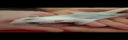 Sugar Glider rodents for sale: Rare mocistuc morph with lineage  - Advert 1