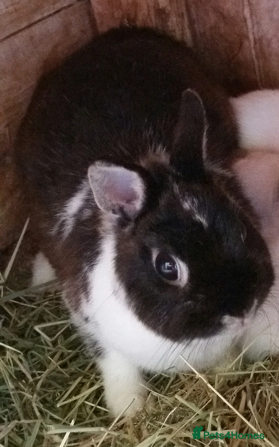 Netherland Dwarf rabbits for sale: Adult Netherland Dwarf Doe - Vaccinated Rehome 😍  - Advert 2