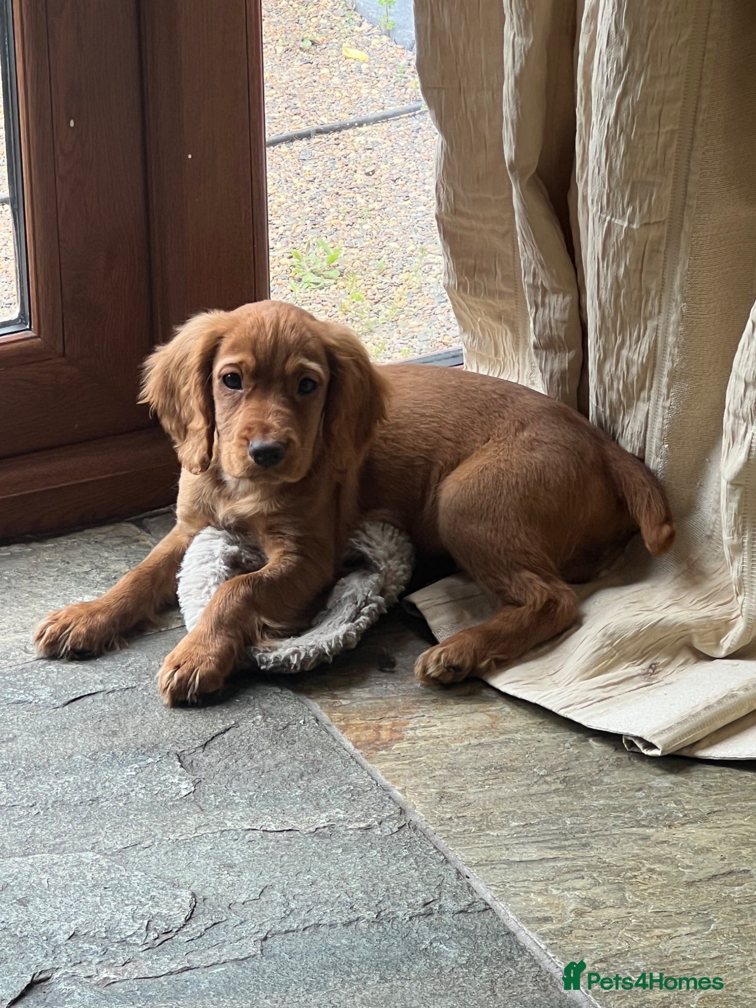 Cocker Spaniel dogs Working cocker spaniel kc registered boys only  - Advert 1