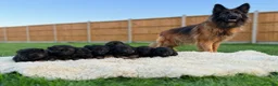 German Shepherd dogs for sale: Gorgeous long haired KC registered pups - Advert 1