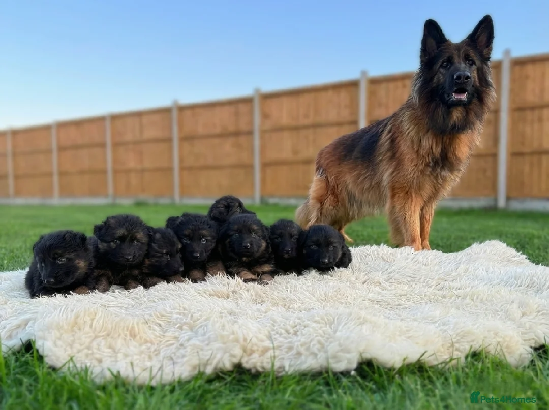 German Shepherd dogs for sale: Gorgeous long haired KC registered pups - Advert 1