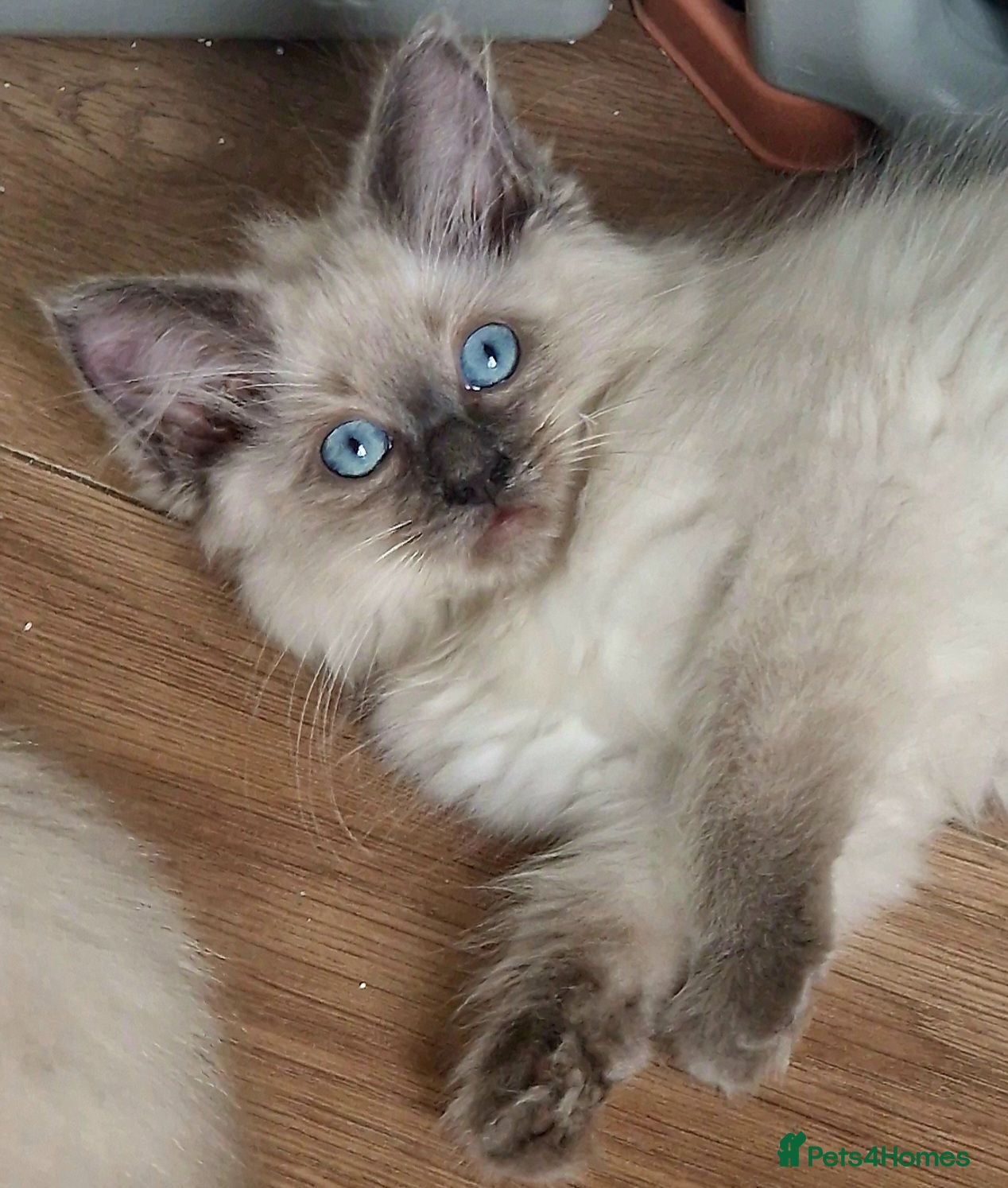 Ragdoll cats for sale: BEAUTIFUL RAGDOLL KITTENS READY NOW  - Advert 1