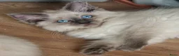 Ragdoll cats for sale: BEAUTIFUL RAGDOLL KITTENS READY NOW  - Advert 1