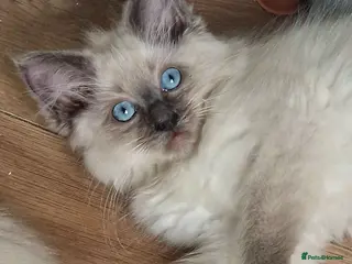 Ragdoll cats BEAUTIFUL RAGDOLL KITTENS READY NOW - Advert 16