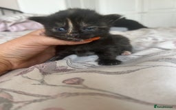Domestic Shorthair cats for sale: Beautiful kittens ❤️❤️ - Image 16