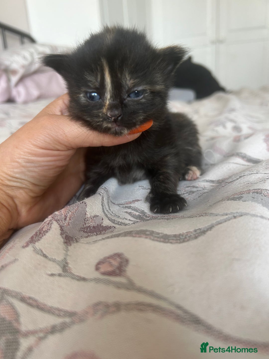 Domestic Shorthair cats for sale: Beautiful kittens ❤️❤️ - Image 16