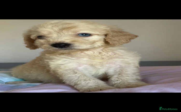 Cockapoo dogs - Advert 11