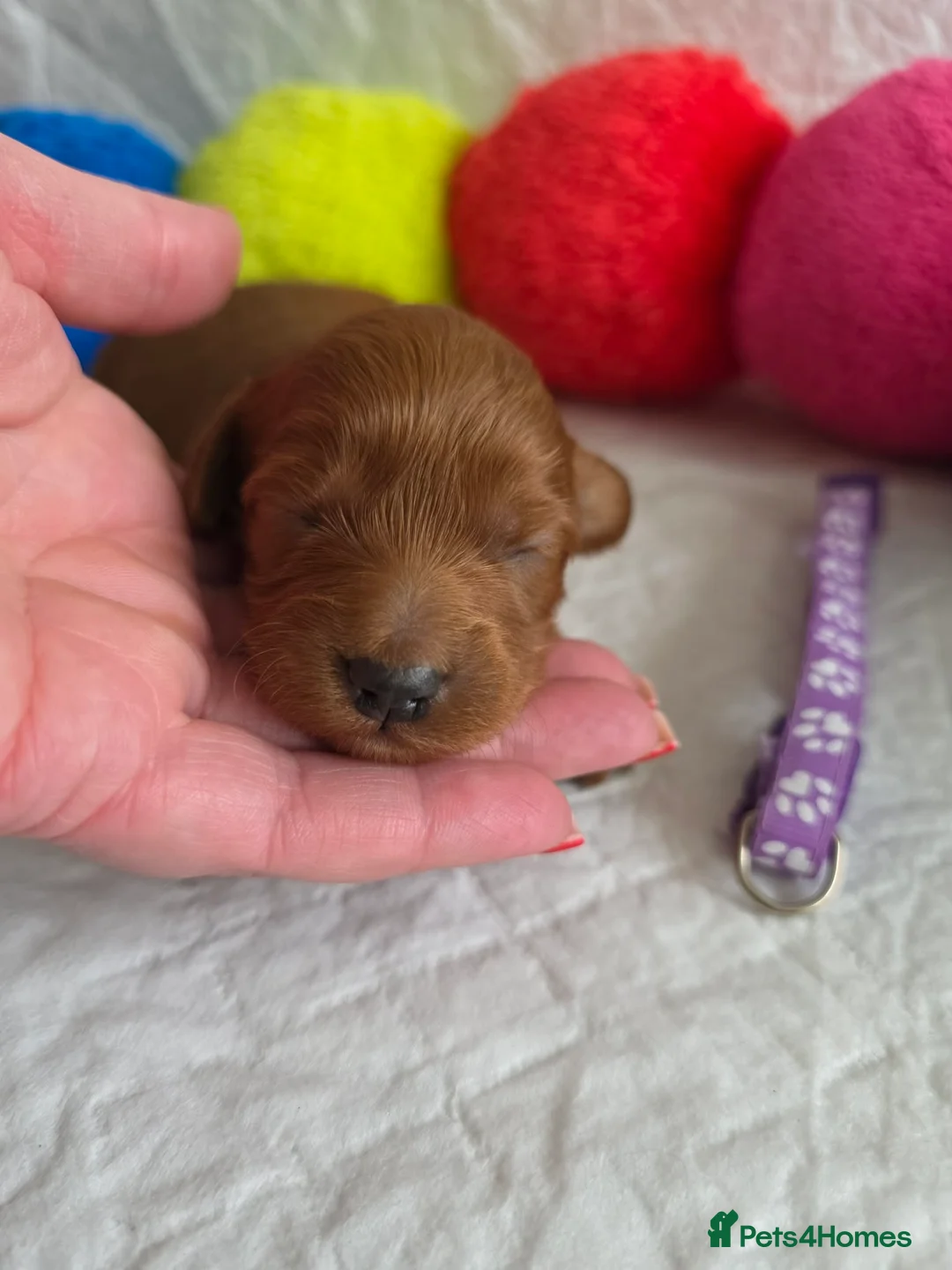 Australian Labradoodle dogs for sale:  👑 Multigen Toy Bred Australian Double Doodles 👑 - Advert 6