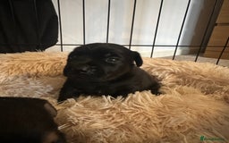 Jack Russell dogs for sale: Beautiful Jack Russell Puppies  - Image 13