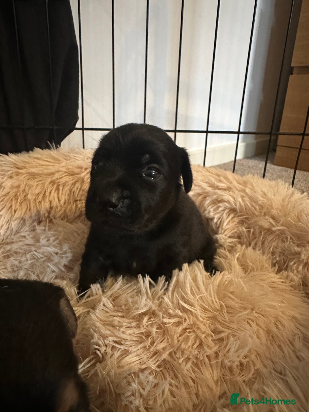 Jack Russell dogs for sale: Beautiful Jack Russell Puppies  - Image 13