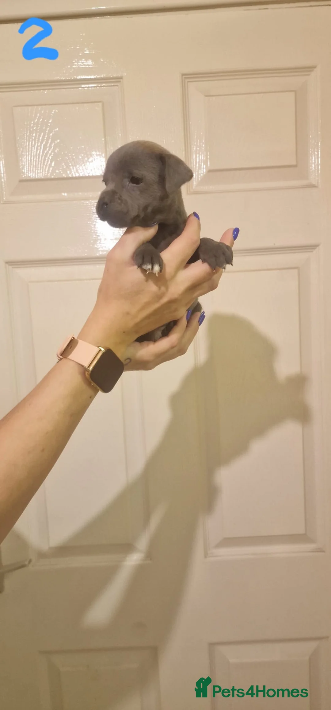 Staffordshire Bull Terrier dogs for sale: 6 beautiful blue staffs - Advert 5