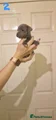 Staffordshire Bull Terrier Puppy 2