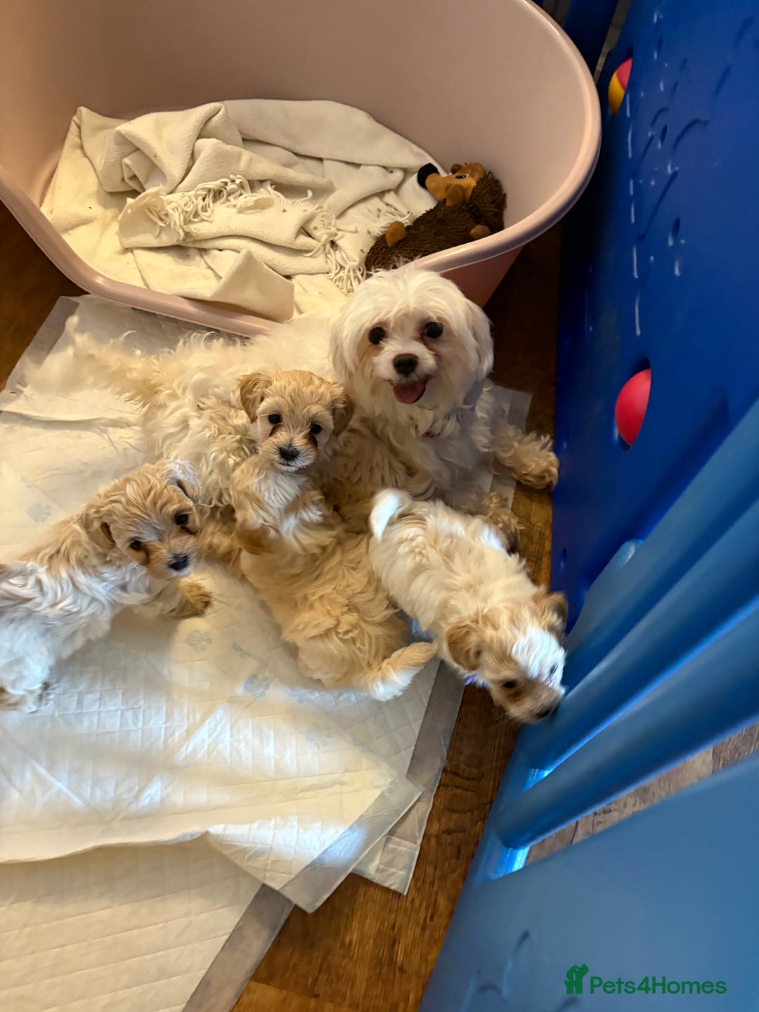 Maltipoo dogs for sale: Beautiful Parti/Cream Maltipoo puppies - Advert 5