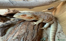 Dragon reptiles for sale: Bearded Dragon - Re-home needed - Image 1