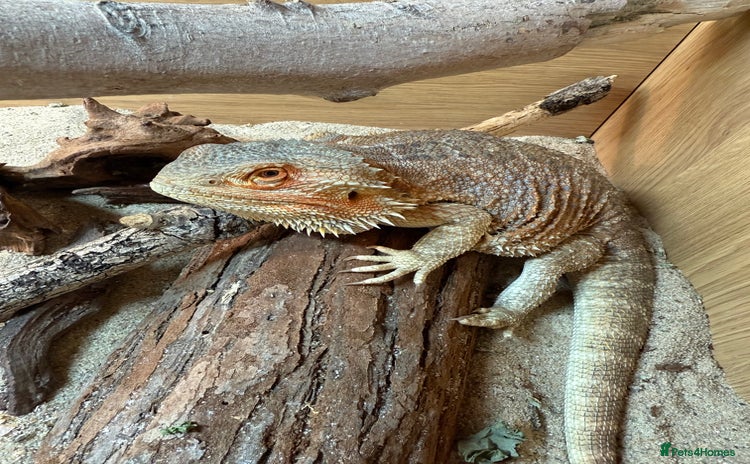 Dragon reptiles - Advert 2