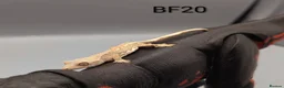 Gecko reptiles for sale: Lily White Crested Gecko CB26 - Advert 1