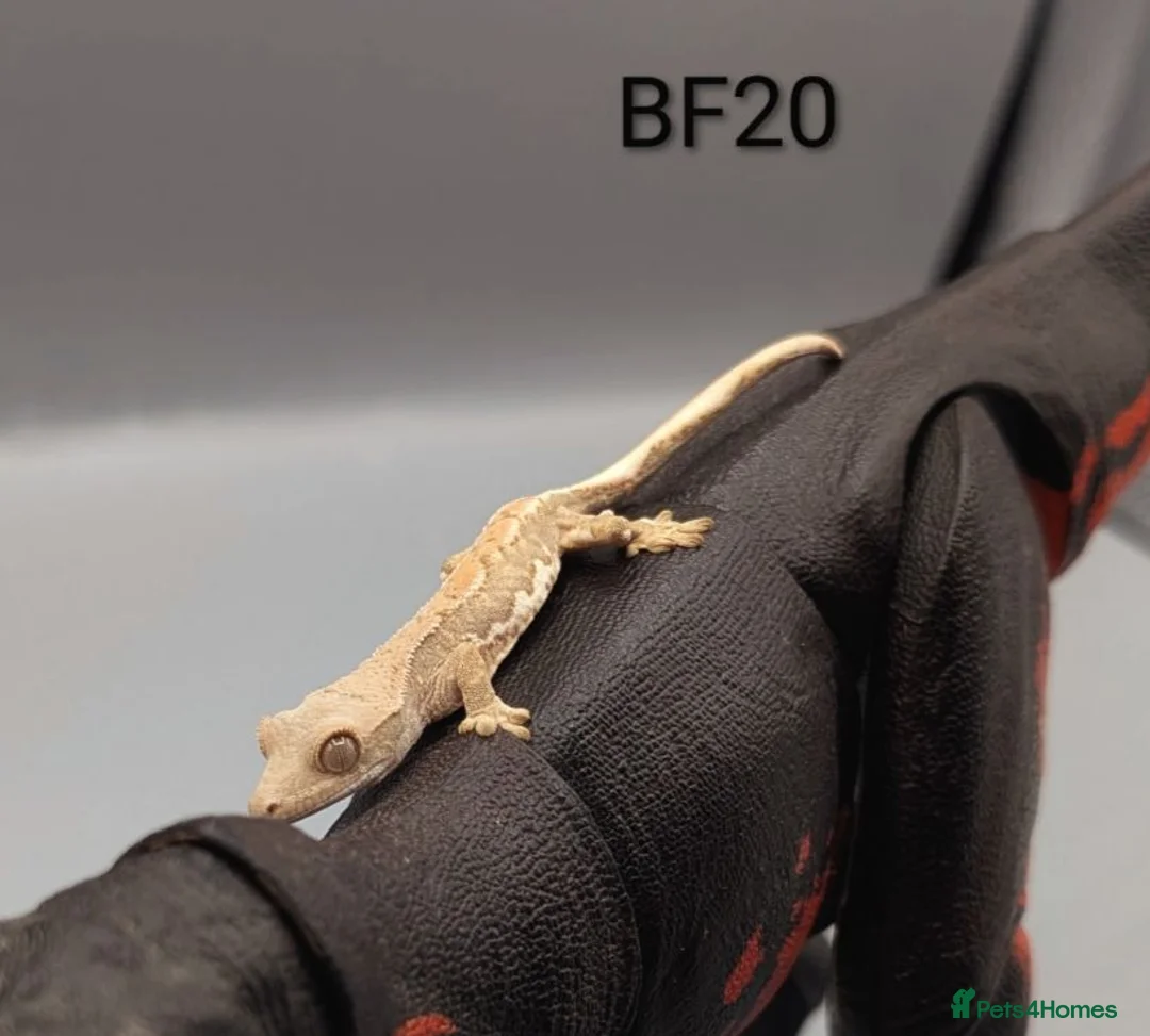Gecko reptiles for sale: Lily White Crested Gecko CB26 - Advert 1