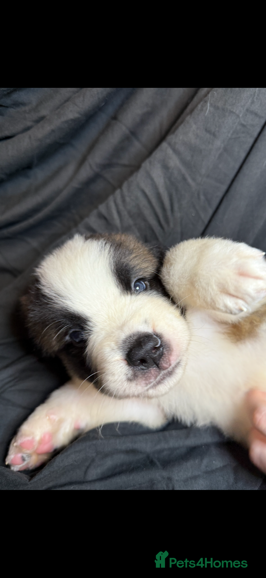 Saint Bernard dogs for sale: Saint Bernard puppies  - Image 15