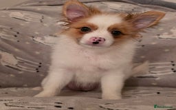 Pomchi dogs for sale: POMCHI PUPS - Image 6