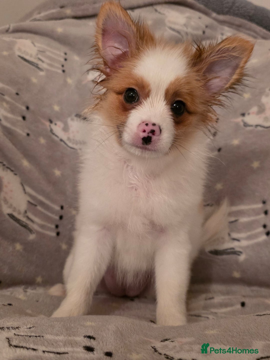 Pomchi dogs for sale: POMCHI PUPS - Image 6