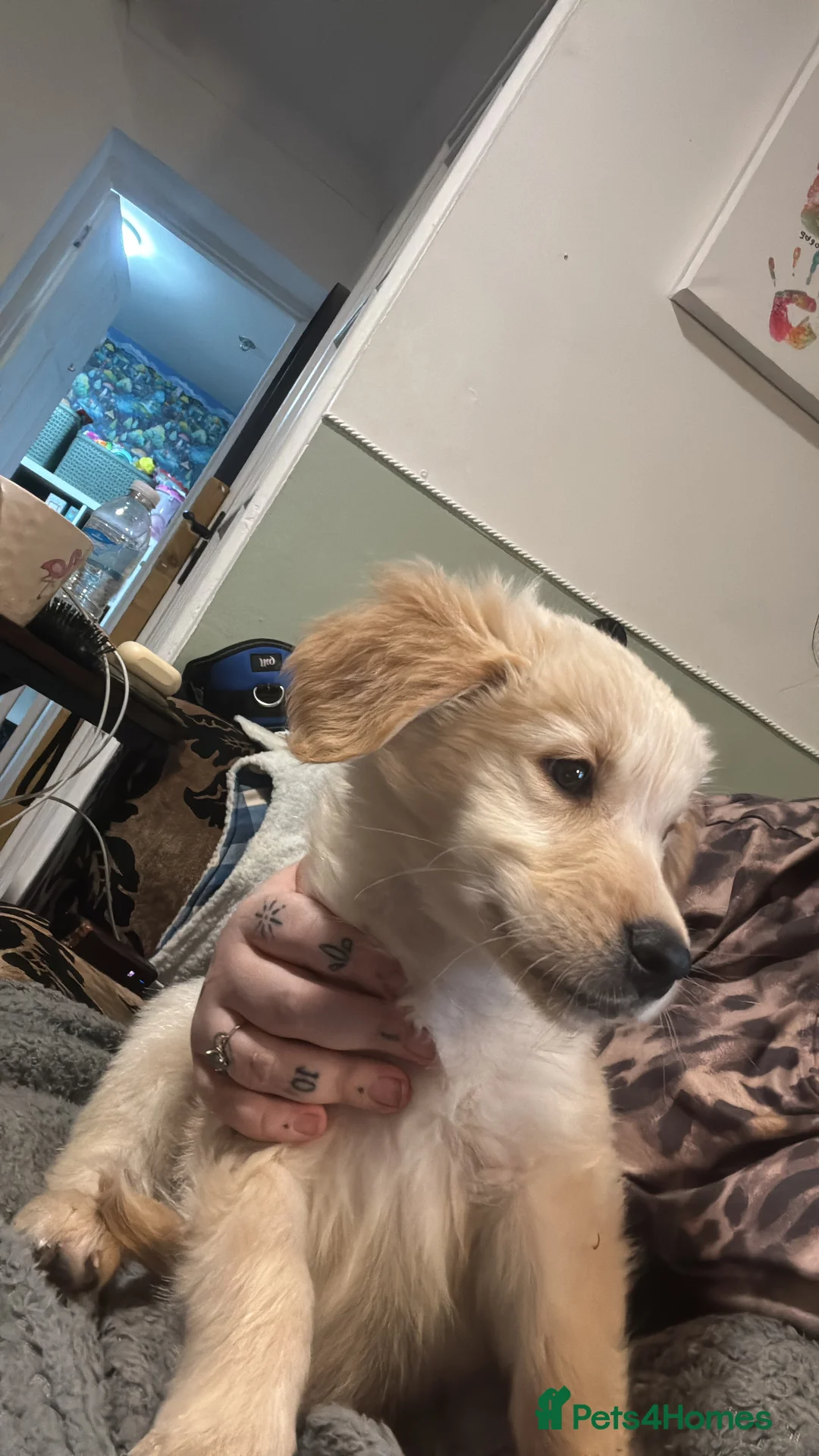 Golden Retriever dogs for sale: 10 week old golden retriever  - Advert 4