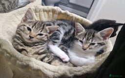 Maine Coon cats for sale: 4 beautiful  maine coon cross  kittens  - Image 5