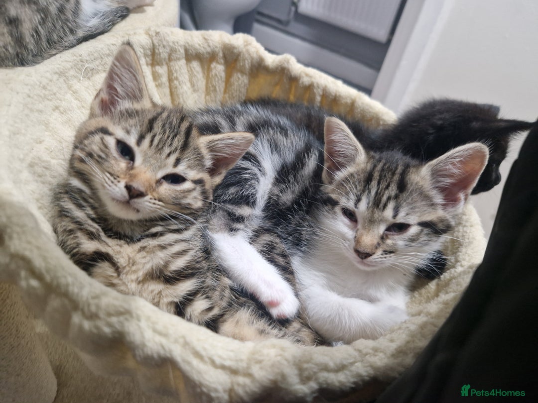 Maine Coon cats for sale: 4 beautiful  maine coon cross  kittens  - Image 5
